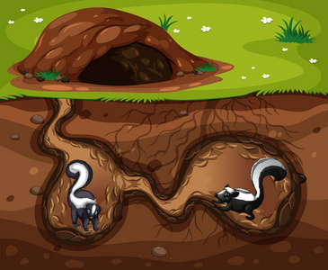 活在洞里的臭鼬插图图片