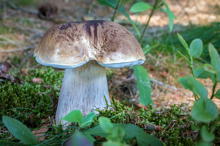牛肝菌蘑菇静物图片-牛肝菌蘑菇静物素材-牛肝菌蘑菇静物插画-摄图新