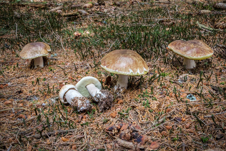 美丽的一组可食用蘑菇单面在苔藓和云杉针被称为便士包子捷克共和国, 欧洲