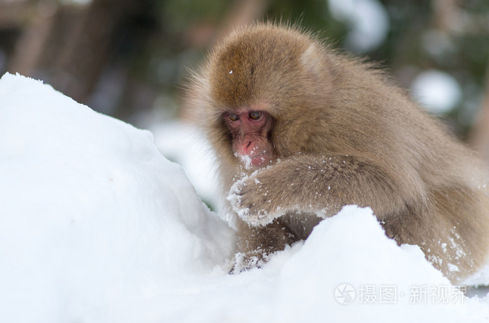 雪猴在地狱谷温泉，长野 州 日本旅游