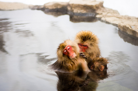 雪猴在地狱谷温泉，长野 州 日本旅游