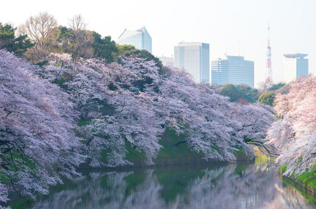 Chidorigafuchi 樱桃花开了，东京 州 日本旅游