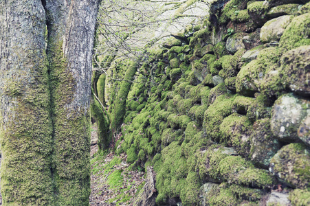国家公园, 英国, 英国, 在白青苔散步, 景观森林游憩区的苔藓丛块照片