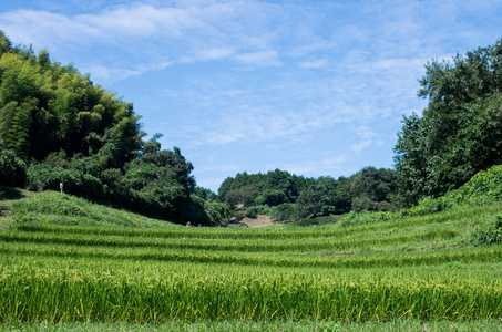 Tanadarice field，奈良 州 日本旅游