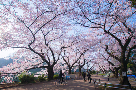 Chidorigafuchi 樱桃花开了，东京 州 日本旅游