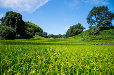 Tanadarice field，奈良 州 日本旅游