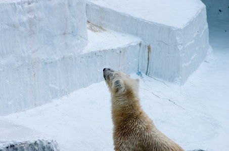 北极熊在天王寺动物园，大阪 州 日本旅游