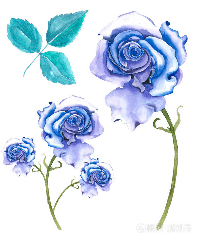 蓝玫瑰水彩画