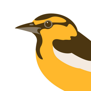 友善的鸟类鸟黄鹂矢量插画平面样式简介照片