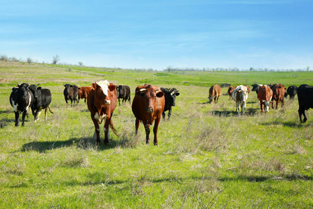 群在草地上放牧的牛