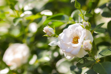 白色的玫瑰花盛开在花园, 白色的玫瑰在一个模糊的背景, 鲜花与复制空间, 花束准备, 春季花园