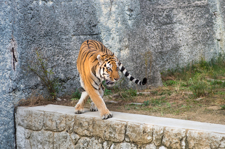 日本动物园大阪 (州), 日本旅游天王寺动物园的老虎照片