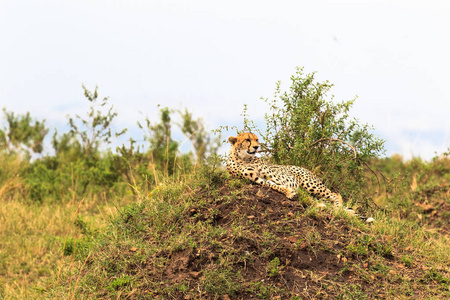 猎豹在山上休息。马赛马拉, 肯尼亚