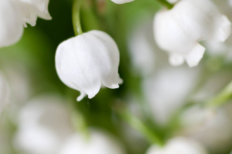 铃兰的香味.黑色和白色图案