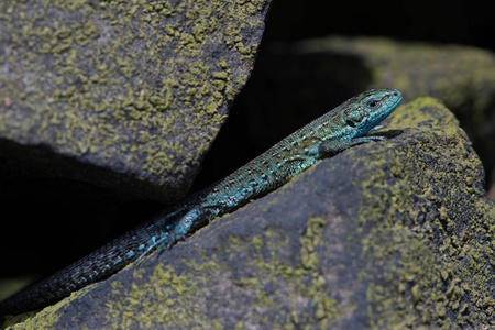 极罕见的蓝色形态胎生蜥蜴