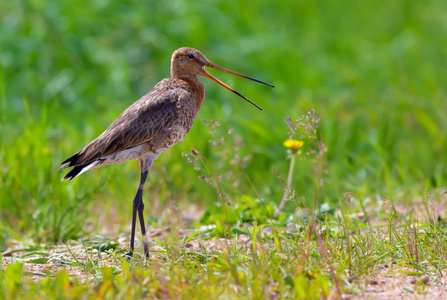 黑尾 godwit 在绿色草地的开阔空间呼喊