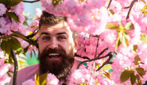 时髦的粉红色衬衫附近的樱花分支。香水的概念。有胡子和胡子的男子在樱花附近的笑脸。有胡子的男子与时尚的发型与花卉背景, 关闭