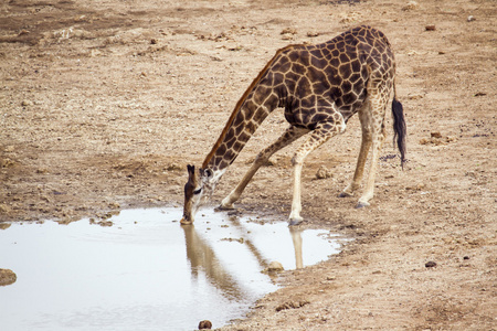 长颈鹿在克鲁格国家公园