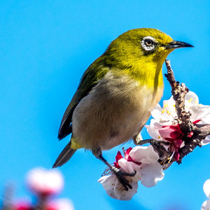 Silvereye 鸟