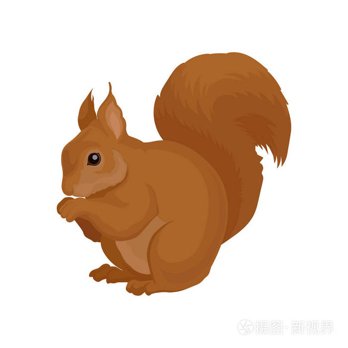 森林啮齿动物, 有光泽的眼睛和大蓬松的尾巴.野生动物主题.