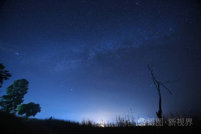 与银河系的森林和树木的夜空