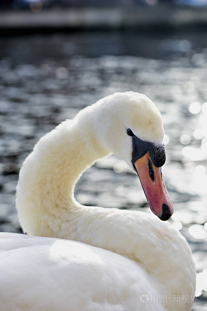 近距离拍摄天鹅头湖里游泳