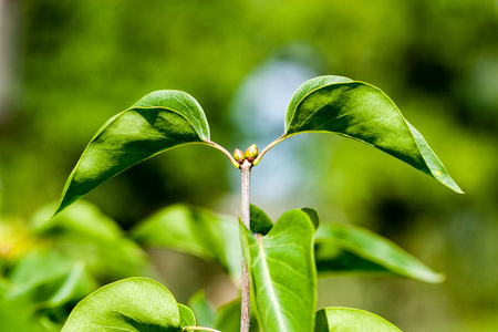 特写的美丽绿色的植物，与模糊背景