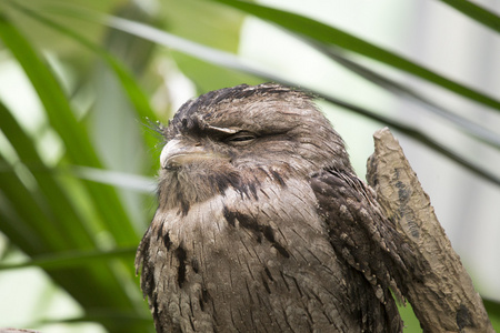 黄鱼 frogmouth 猫头鹰