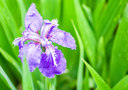 紫色 gladdon 花盛开在春天的绿叶背景上