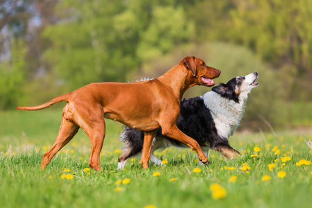 罗得西亚脊背龙与边境牧羊犬户外