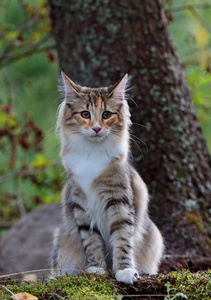 挪威森林猫女坐在森林的树旁