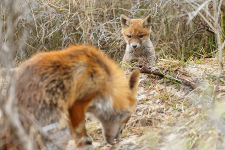 两只红狐狸幼崽构成
