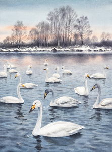 白色的疣鼻天鹅在湖面上.水彩绘画照片