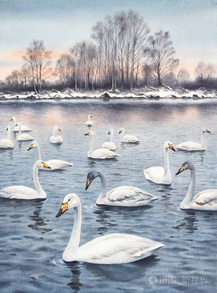 白色的疣鼻天鹅在湖面上.水彩绘画