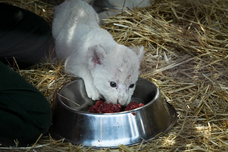 出生的猫崽图片图片