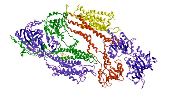 分子结构钙泵