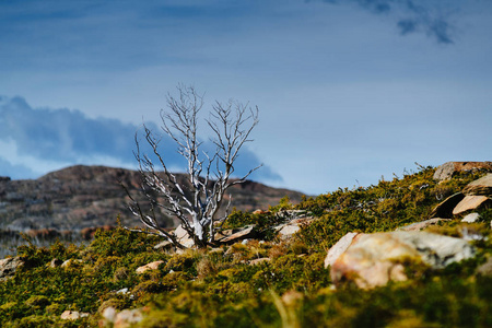 在多云的一天, 在托雷斯的国家公园里看到山谷和褪色的树木。秋天在巴塔哥尼亚, 智利边
