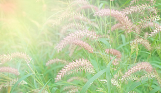 越冬狼尾草的草