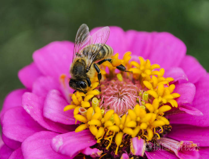 夏日花园里的蜜蜂花