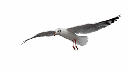 孤立在白色的海鸥飞鸟白色背景下的飞鸟剪影无缝图案白色背景下的黑色