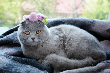 樱花与猫可爱的猫咪与花环照片