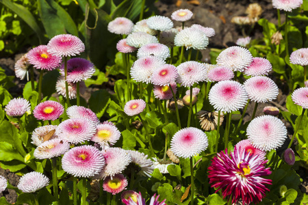 粉红色 bellis perennis 一种常见的绒球型菊花草本多年生耐寒花园