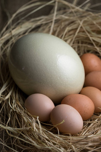 动物鸵鸟蛋图片