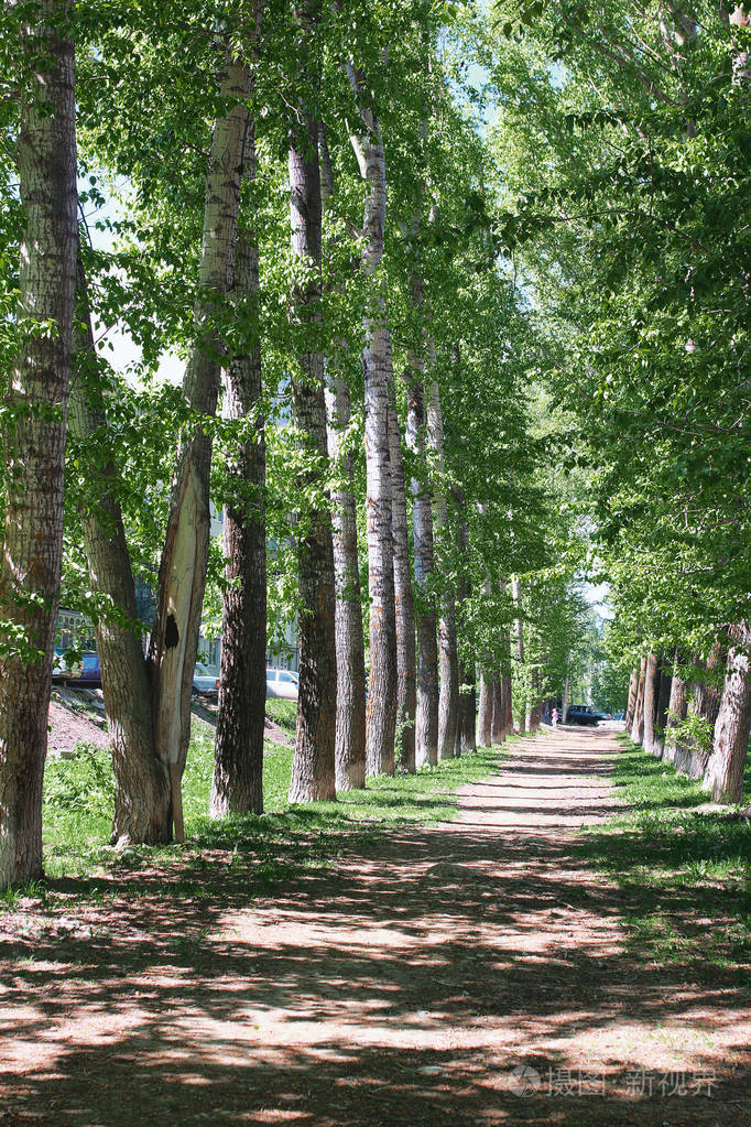 巷子里的杨树与盛开在春天的树叶