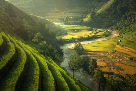 稻田木仓柴，越南