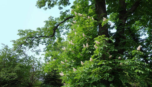 公园里有花的老栗树