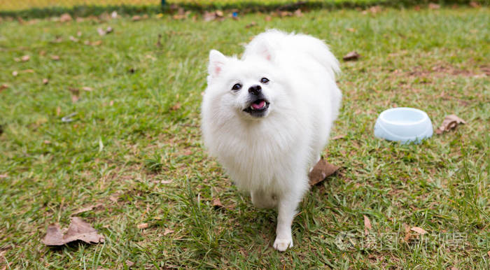 美国爱斯基摩犬
