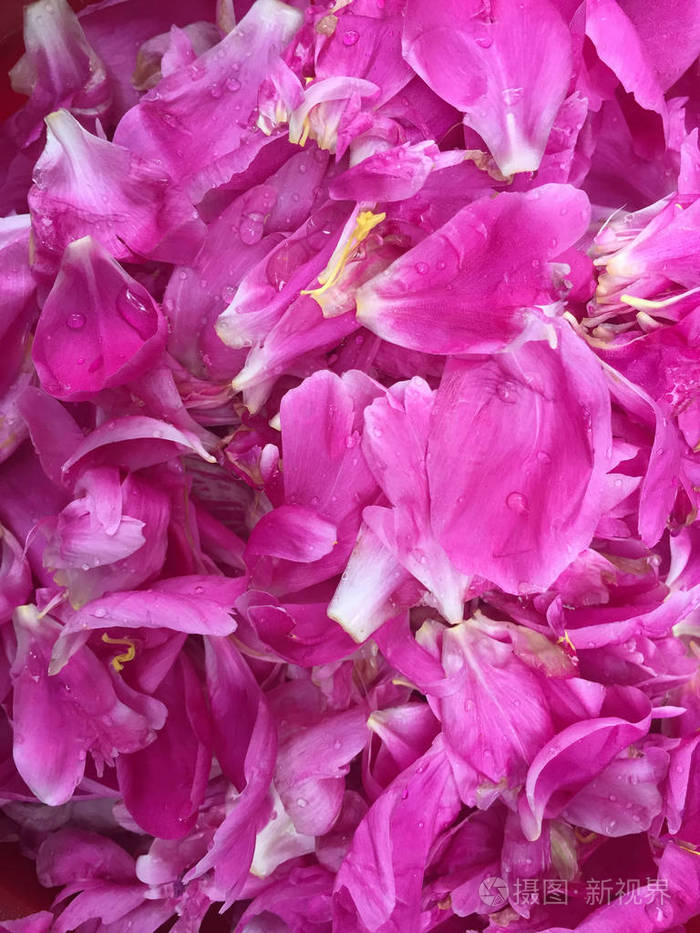 盛开在花园里的粉红色牡丹花瓣