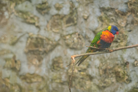 Lorikeet一只可爱多彩的鹦鹉彩虹坐在动物园的笼子里