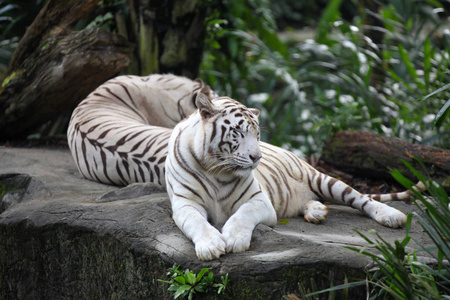 白狮头罕见的特写罕见黑色和白色条纹成年老虎白色尾 sabrewing